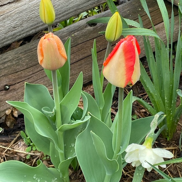 Meet your Posher, Kathy - Picture 8 of 11